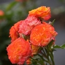 Orange Roses