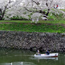 桜 函館五稜郭公園 2012年5月8日