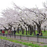 桜 函館五稜郭公園 2012年5月8日