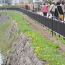 桜 函館五稜郭公園 2012年5月8日