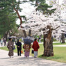 桜 函館五稜郭公園 2012年5月8日