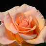 薔薇01