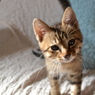 Tiny