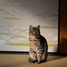 夕日をあびる