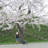 桜 函館五稜郭公園 2012年5月8日