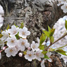 桜 函館五稜郭公園 2012年5月8日