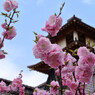 桜 函館五稜郭公園 2012年5月8日