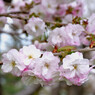 桜 函館五稜郭公園 2012年5月8日