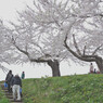 桜 函館五稜郭公園 2012年5月8日