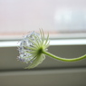 Bluelaceflower