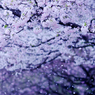 フィナーレ　　（アメリカ桜）
