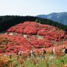 赤い山
