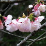 八重岳の桜