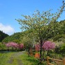 黄桜の里２