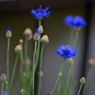 ヤグルマギク　春花