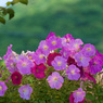 無影　春花