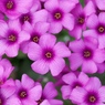 そんなに見つめられると、、春花