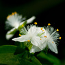 野草？　春花　