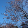 日本最遅開花の桜④