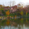 日本最遅開花の桜⑥