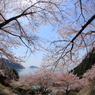 奥琵琶湖の春