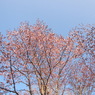 日本最遅開花の桜⑦