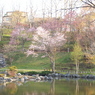 日本最遅開花の桜⑪