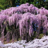 福聚寺の枝垂れ桜