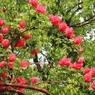 新緑に咲くバラの花
