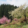 黄桜の里４