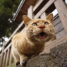 神社猫05