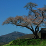 小沢の桜