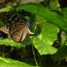 R1123779