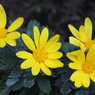 Euryops daisy