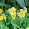 Primula