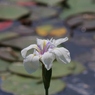 陽だまりに咲く花