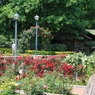 バラ園