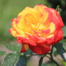 バラの花