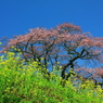 是哉寺（ぜさいじ）地蔵桜