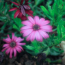 yokohama english garden flower-1