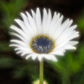 yokohama english garden flower-2
