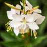 yokohama english garden flower-５