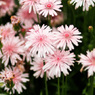 yokohama english garden flower-６