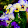 yokohama english garden flower-8