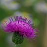 IMGP4450a