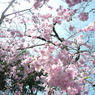 降り注ぐ桜色