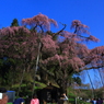 紅枝垂地蔵桜