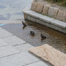 むくどりさんの水浴び