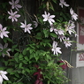 花と政治