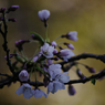 桜の花２